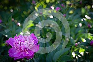 Beautiful macro close up of pink Peonies flower blooming