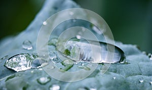 Beautiful macro close up of pure rain drops on blue green leaf with venation texture