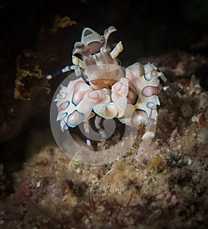 Beautiful macro creatures on South-East Asia coral reefs
