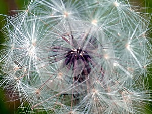 Beautiful macro of a dandelion flower
