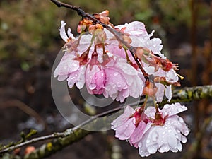 Beautiful macro of delicate pink blooming flowers of winter-flowering cherry, spring cherry or Higan cherry Cerasus subhirtella photo