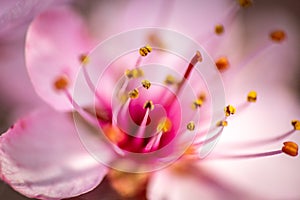 Beautiful macro image of the flower of the prunus cerasifera