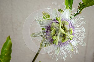 Beautiful macro image with showy shades of a botany passion flower