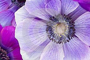 Beautiful macro of Japanese purple anemone flowers