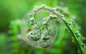 Beautiful macro nature background of ladybugs on curly fern plant leaf. Copy space. Spring floral greeting card template. Delicate