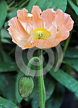 Beautiful macro of an orange poppy flower