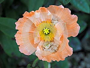 Beautiful macro of an orange poppy flower