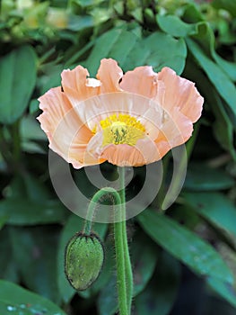 Beautiful macro of an orange poppy flower