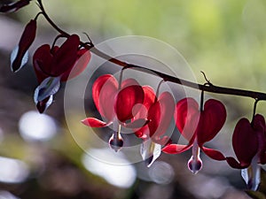 Beautiful macro of pendent, heart-shaped red and white flowers of bleeding-heart in bright backlight with blurred bokeh background
