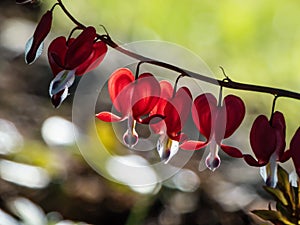 Beautiful macro of pendent, heart-shaped red and white flowers of bleeding-heart in bright backlight with blurred bokeh background