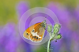 Coenonympha arcania , The pearly heath butterfly