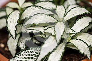 Beautiful macro photo of green and white Nerve Plant in a clay pot