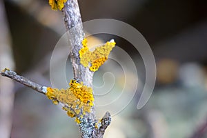 beautiful  macro-photo of lichen on a tree branch