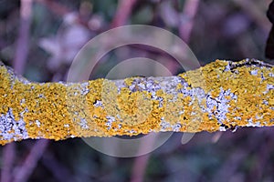 beautiful  macro-photo of lichen on a tree branch lichen is a composite organism that arises from algae or cyanobacteria