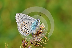 Polyommatus bellargus , The Adonis blue butterfly , butterflies of Iran