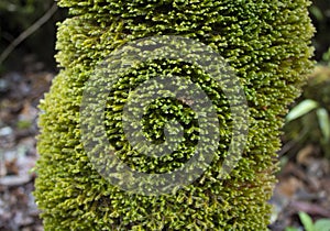 Beautiful macro photo of a wet green moss trunk cortex with jungle blurred