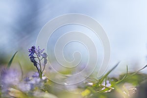 Beautiful macro photo of wildgrowing scilla flower on soft background. Amazing beauty of wild nature photo