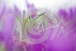 Beautiful macro photo of wildgrowing scilla in purple colors photo