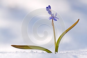 Beautiful macro photo of wildgrowing scilla on snow