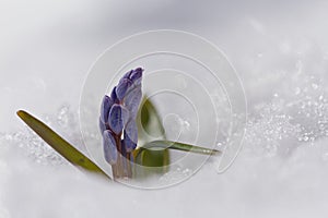 Beautiful macro photo of wildgrowing scilla on snow
