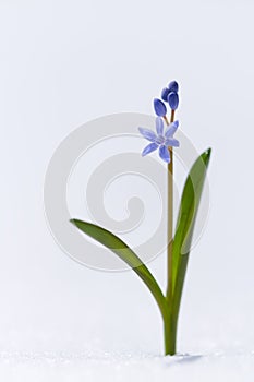 Beautiful macro photo of wildgrowing scilla on snow photo