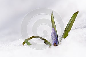 Beautiful macro photo of wildgrowing scilla on snow photo