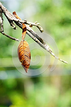 Macro photography in the nature photo