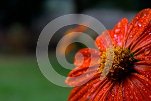 Macro photograph of an orange flower photo