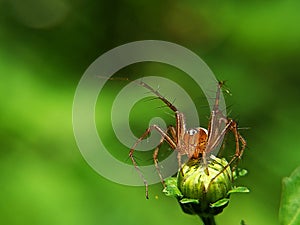 Beautiful macro photography of jumping spider Phidippus Audax regius perched on the branches of plants