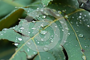 Beautiful Macro photography to a raindrops over a green leaf