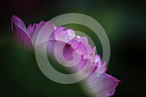 Beautiful macro pink lotus flower in closeup
