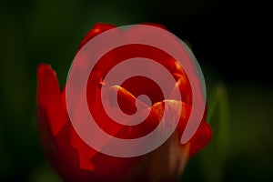 A beautiful macro red tulip