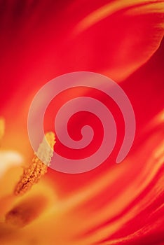 Beautiful Macro of a Red Tulip. Beautiful blurred  vivid macro of red tulip pistil and stamens Extreme close-up nature