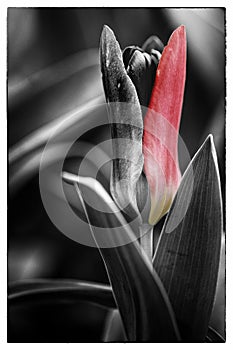 Beautiful macro red tulip with black and white background