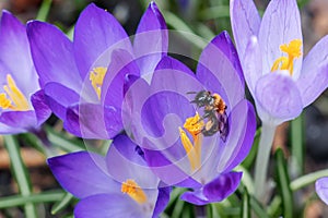 Beautiful macro shot of a bee on a blooming purple spring crocus Crocus vernus with visible orange pollen in bright