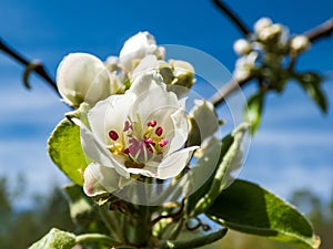 Beautiful macro shot of blossom on a branch of pear tree, flowers with 5 white petals, numerous red anthers and yellow stigmas, in