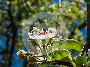 Beautiful macro shot of blossom on a branch of pear tree, flowers with 5 white petals, numerous red anthers and yellow stigmas, in