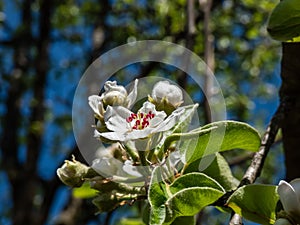 Beautiful macro shot of blossom on a branch of pear tree, flowers with 5 white petals, numerous red anthers and yellow stigmas, in