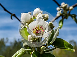 Beautiful macro shot of blossom on a branch of pear tree, flowers with 5 white petals, numerous red anthers and yellow stigmas, in