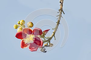 A beautiful macro shot of a flower from the unusual cannonball tree Couroupita guianensis