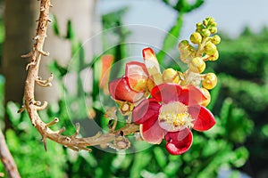 A beautiful macro shot of a flower from the unusual cannonball tree Couroupita guianensis