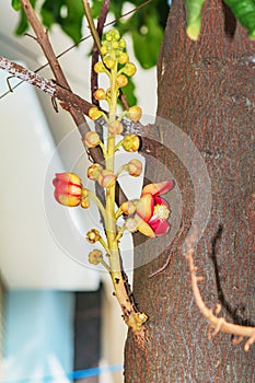 A beautiful macro shot of a flower from the unusual cannonball tree Couroupita guianensis