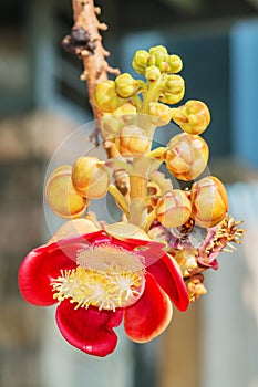 A beautiful macro shot of a flower from the unusual cannonball tree Couroupita guianensis