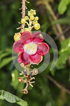 A beautiful macro shot of a flower from the unusual cannonball tree Couroupita guianensis