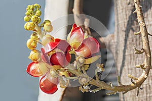 A beautiful macro shot of a flower from the unusual cannonball tree Couroupita guianensis