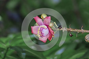 A beautiful macro shot of a flower from the unusual cannonball tree Couroupita guianensis