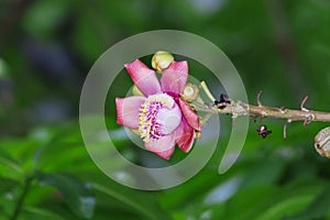 A beautiful macro shot of a flower from the unusual cannonball tree Couroupita guianensis