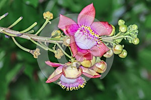 A beautiful macro shot of a flower from the unusual cannonball tree Couroupita guianensis