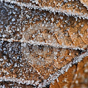 Beautiful macro shot of frozen leaf. Colorful nature background