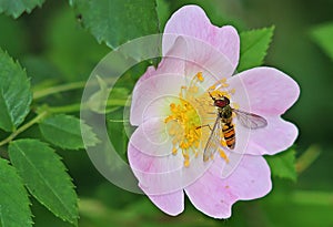 Beautiful macro shot in garden